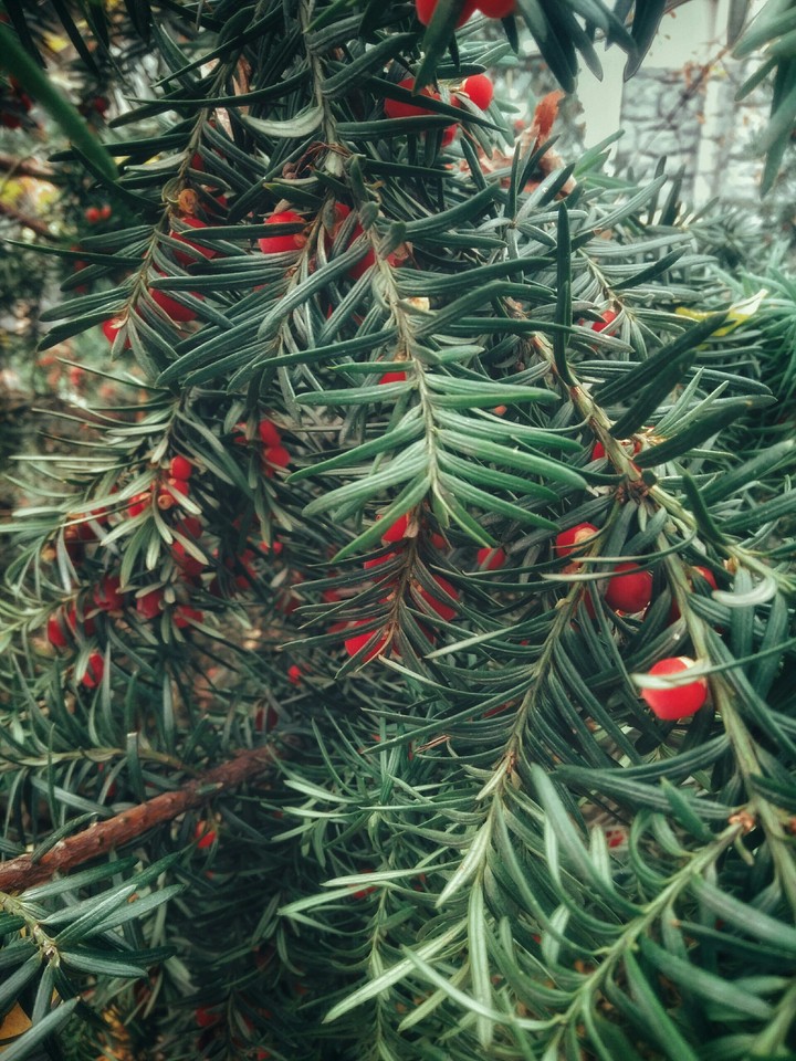 Branches