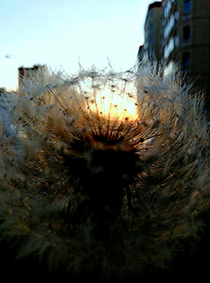 sunny dandelion•