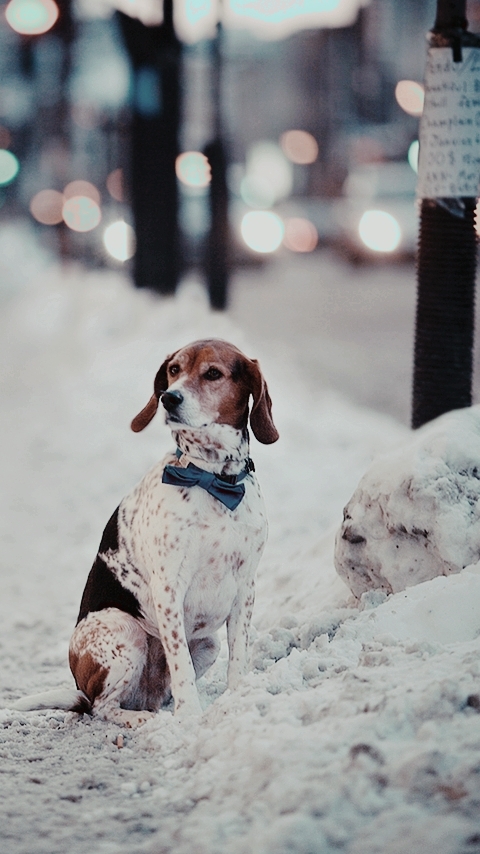 chien