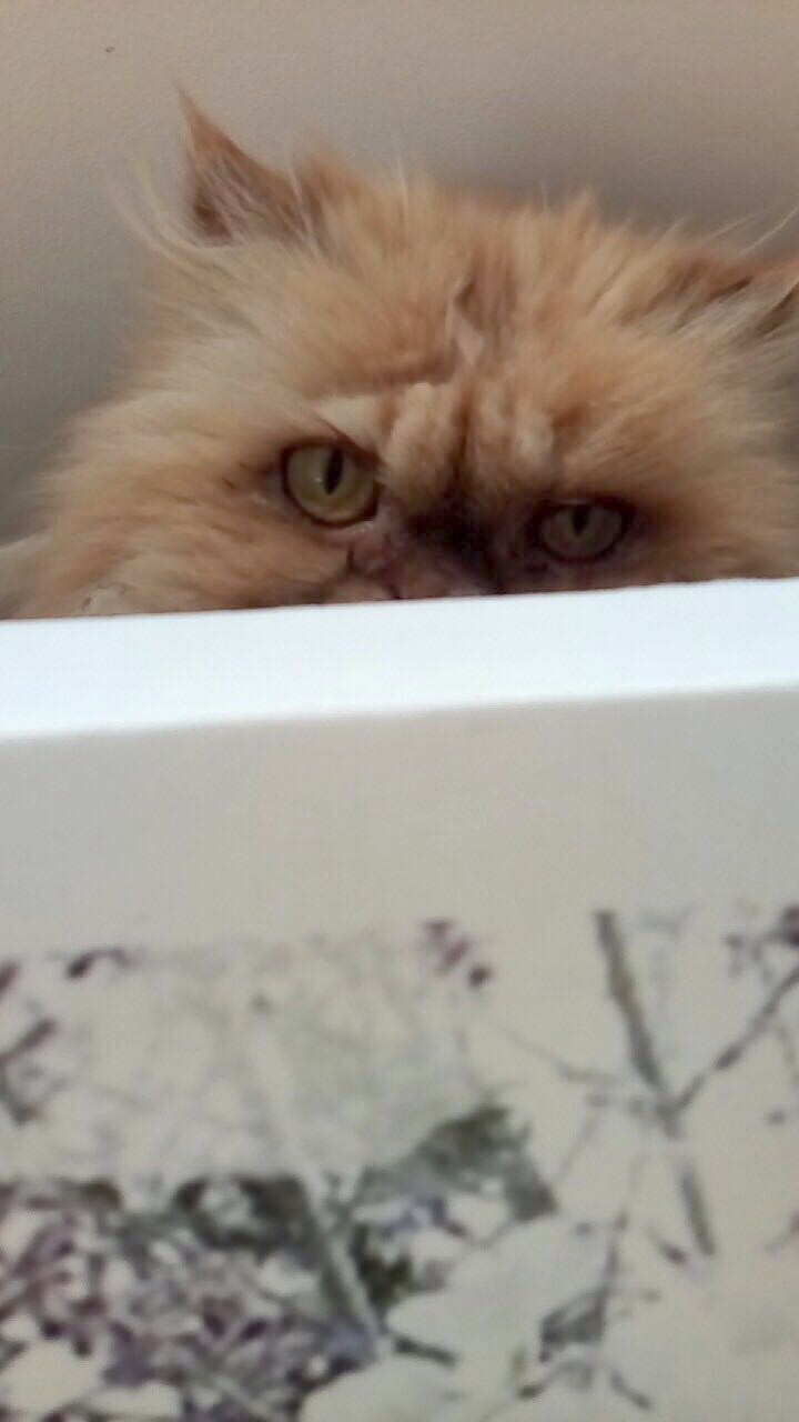 regard d’un chat
