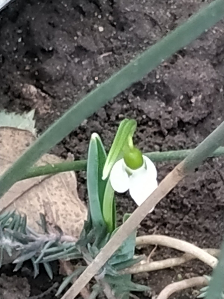 snowflower in February...really strange