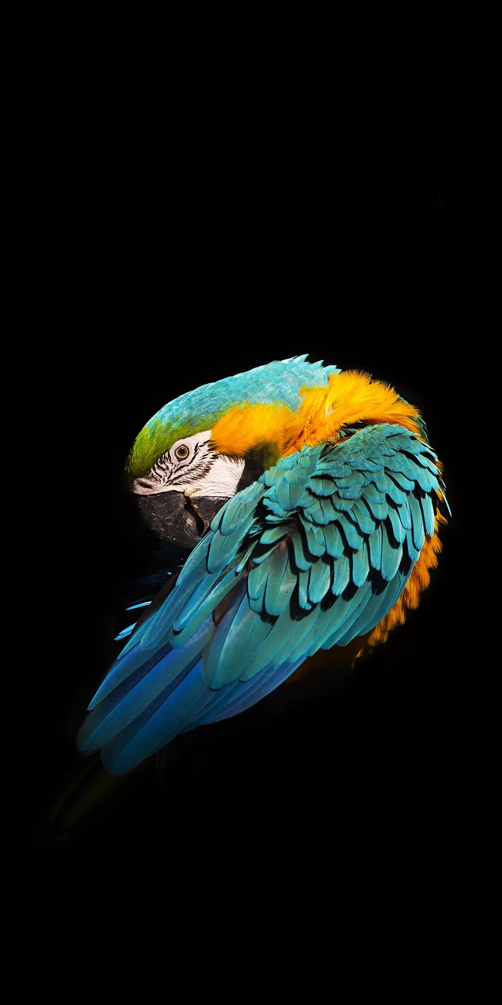 bird
