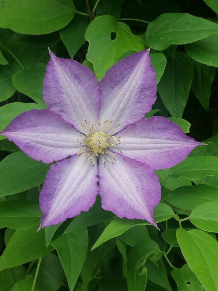 Beautiful flower