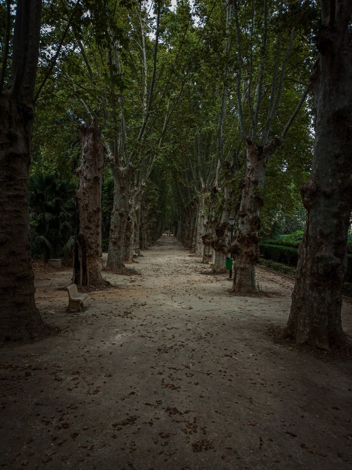 woods