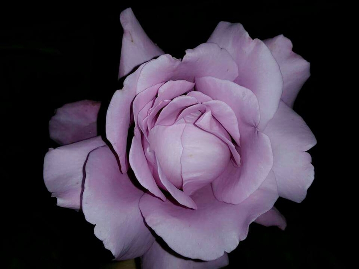 Rosas