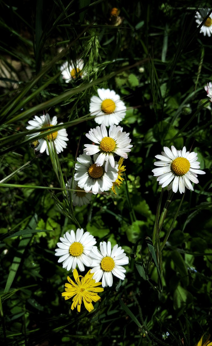 Flowers