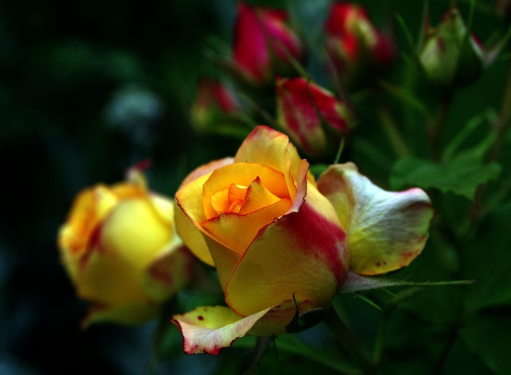 rosa❤?