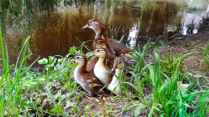 Duck family
