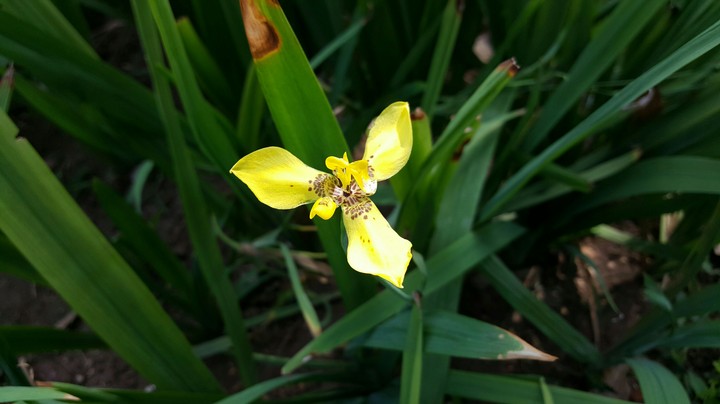 Single flower