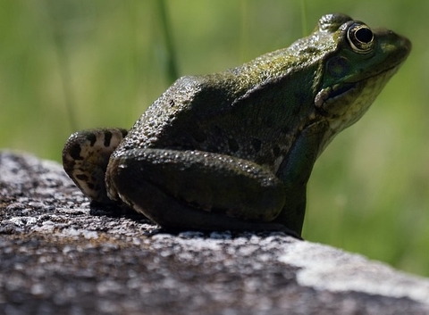 обои amphibians, eleuths