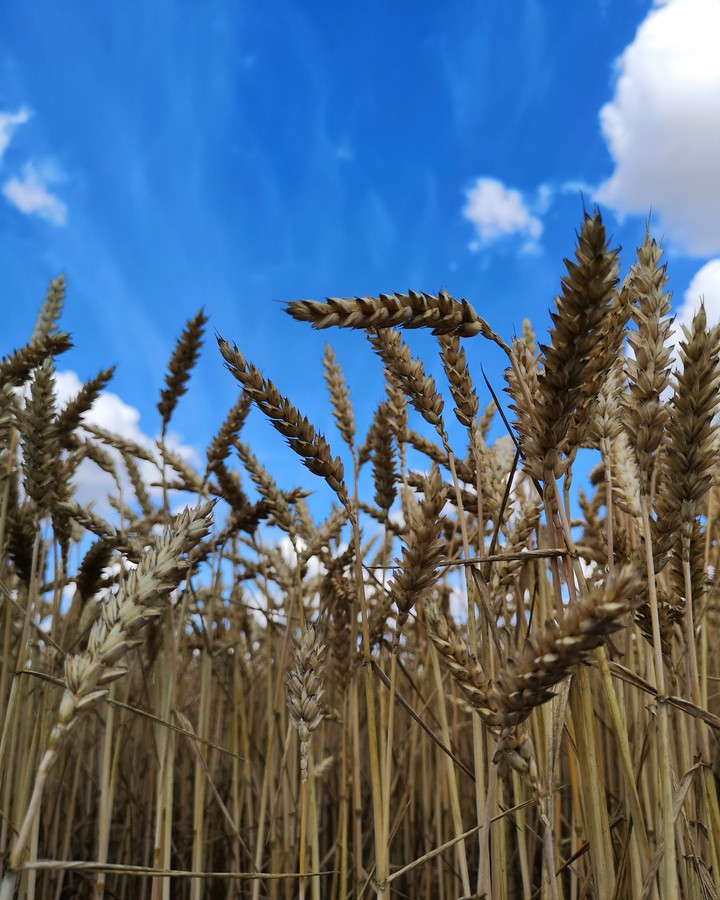 crop field