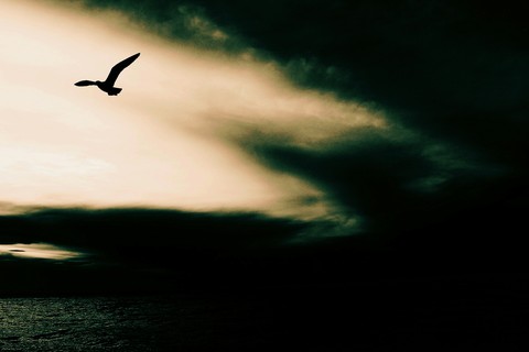 black bird