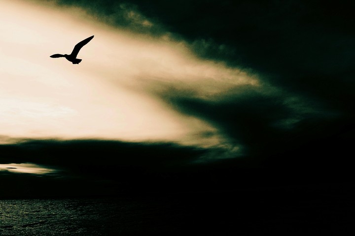 black bird