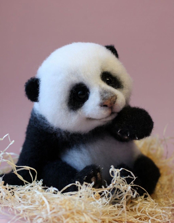 bear panda.
