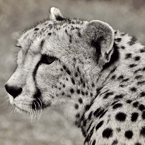wallpapers_sah.spid