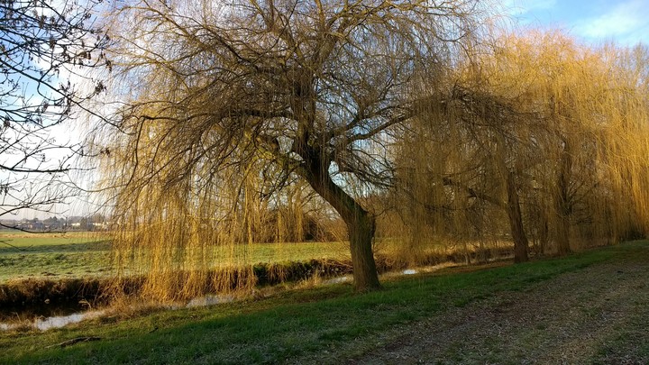 Niers