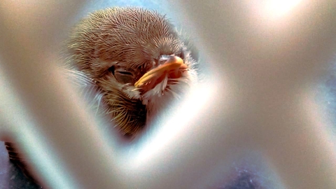 little birdie