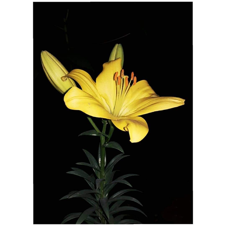 lily