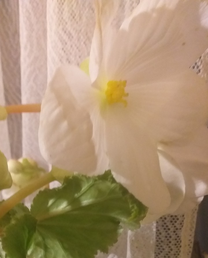begónia