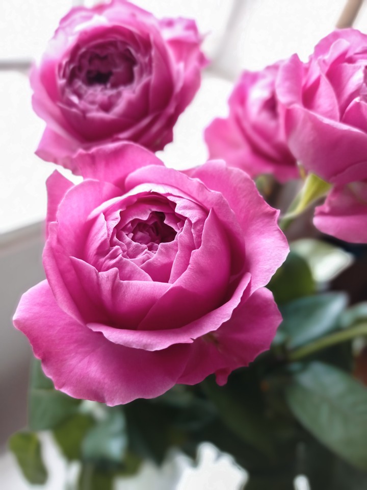 Roses
