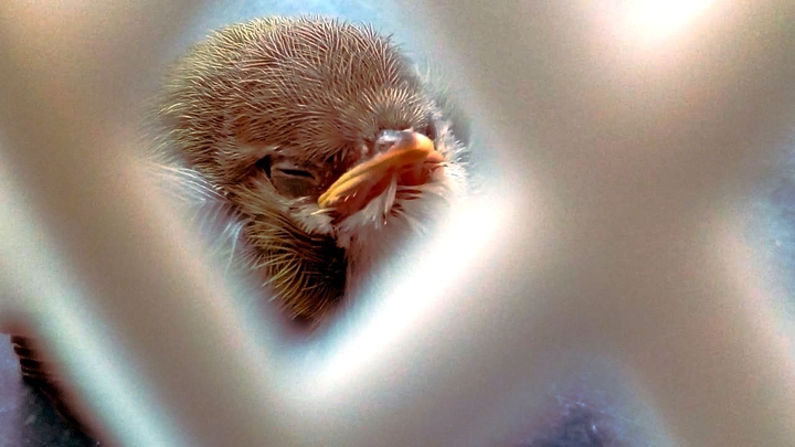 little birdie