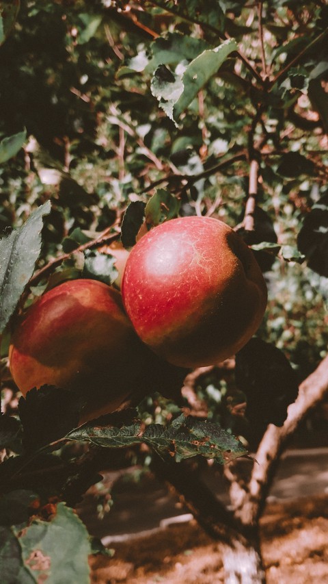 i've got some apple