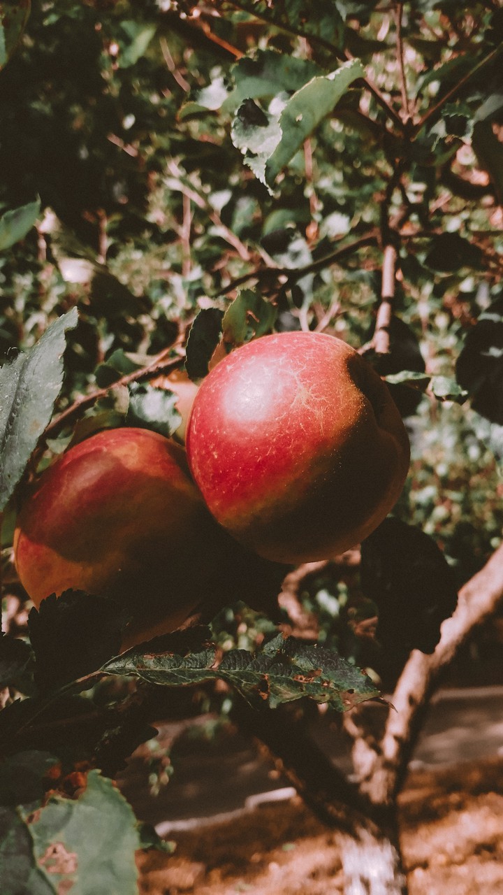i've got some apple