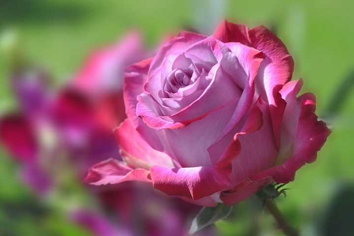 rosas