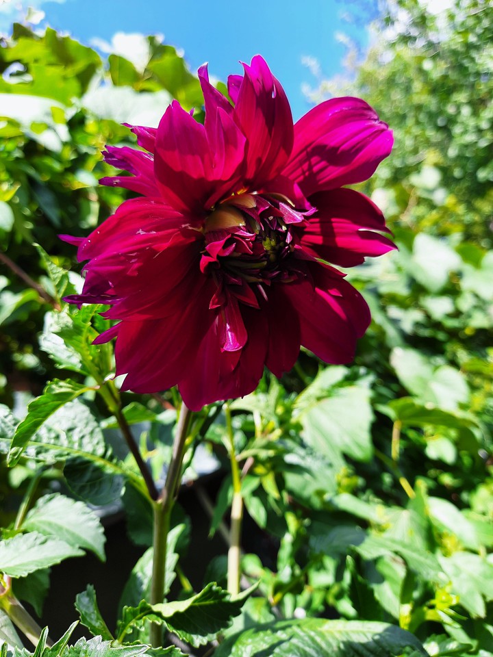 autumn flower
