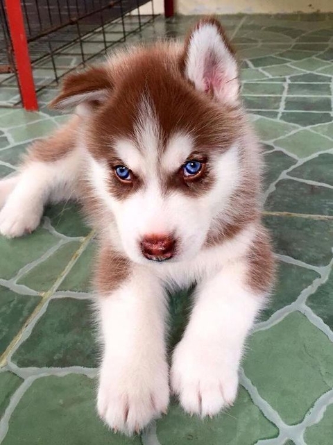 sfondi snout, dog