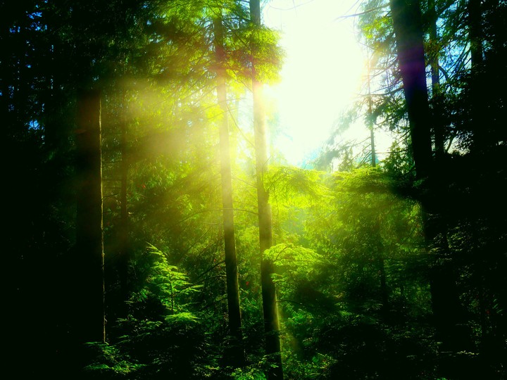 tree+sun
