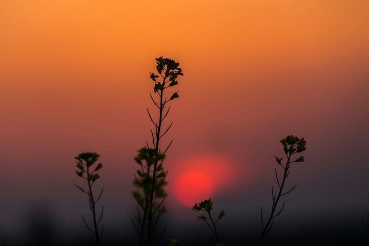 Senja