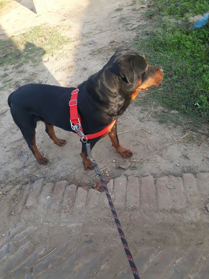 Rottweiler