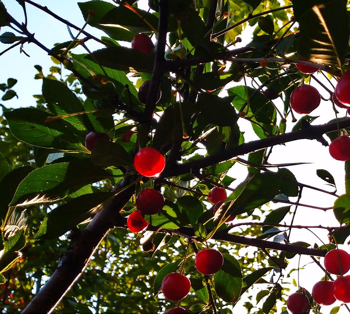 Cherry