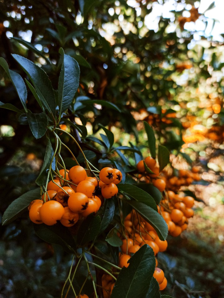 rowan