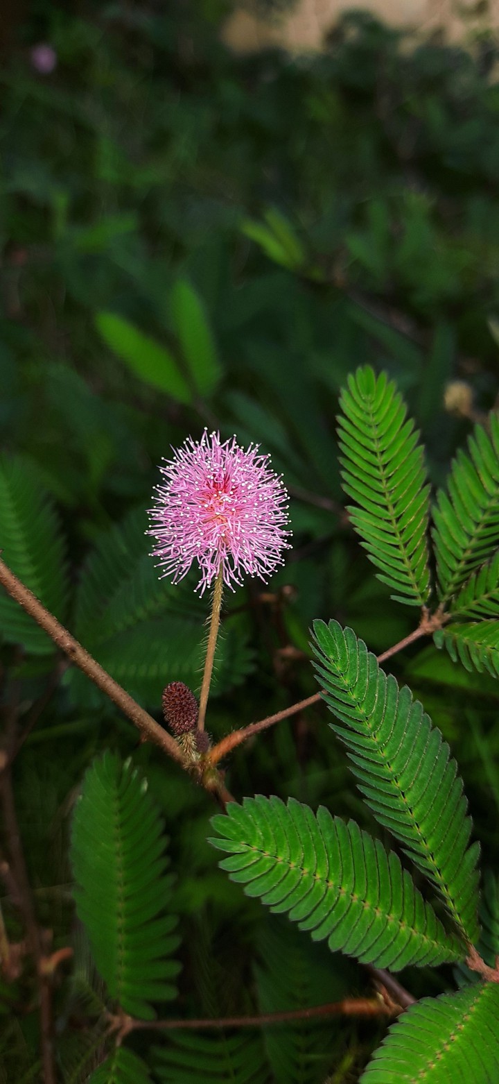 Nature