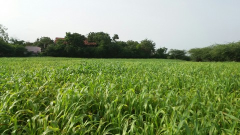 Farm near a beach