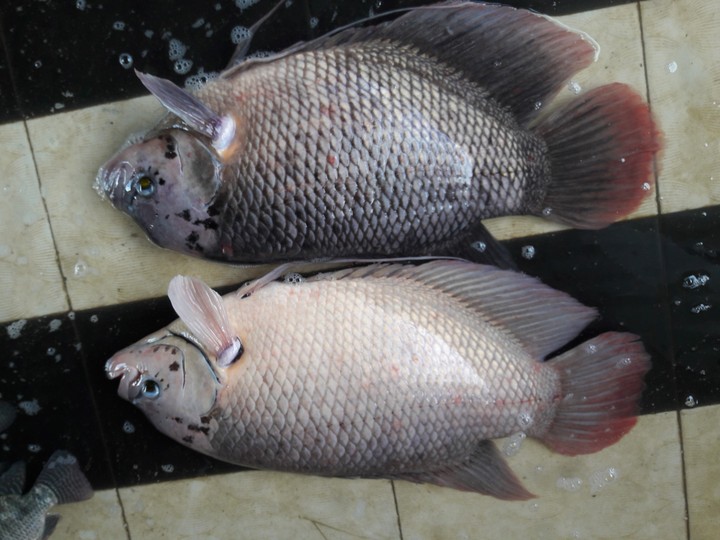 fish.