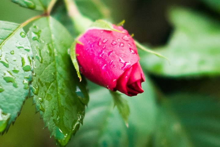 Rose