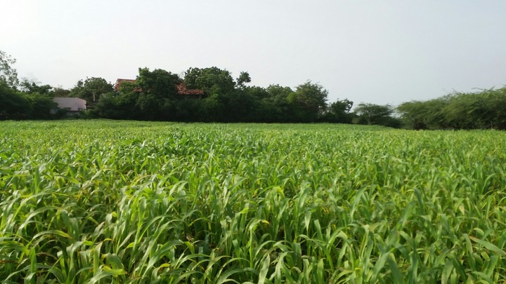 Farm near a beach