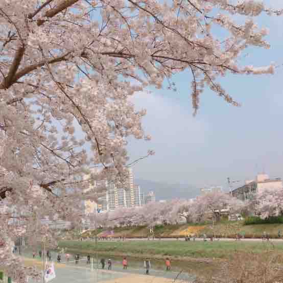 부산 온천천벚꽃