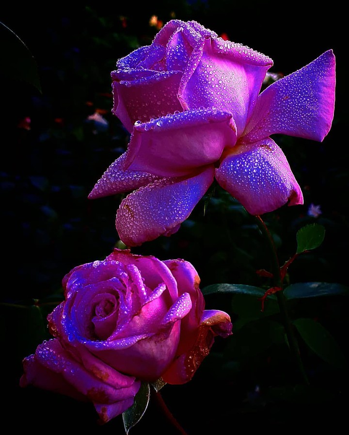 Roses