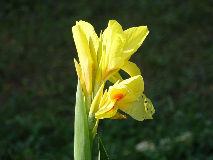 Yellow flower beautified by the morning sunlight