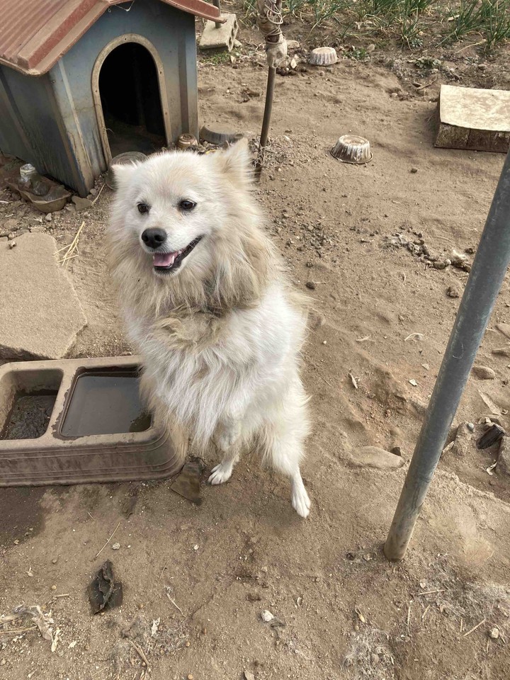 멍멍