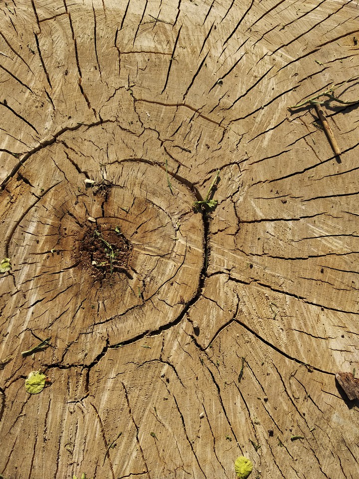 stump in the park