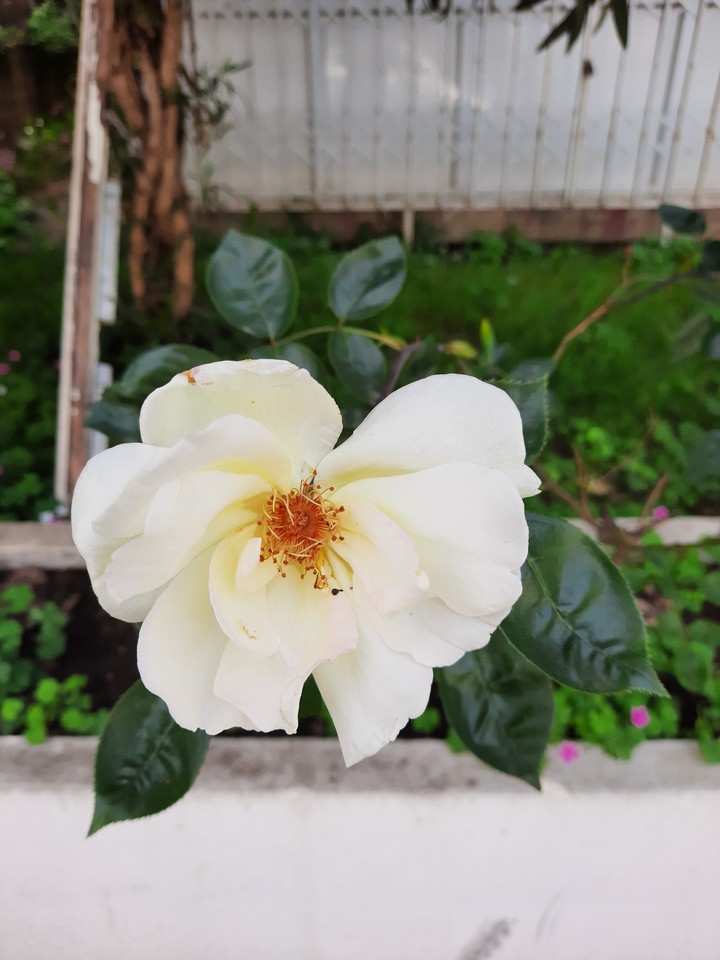 White flower