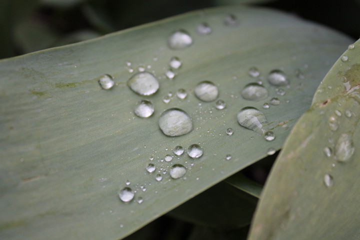 Роса