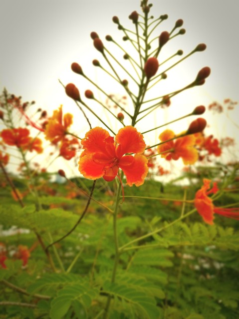 I don't know the name of this flower