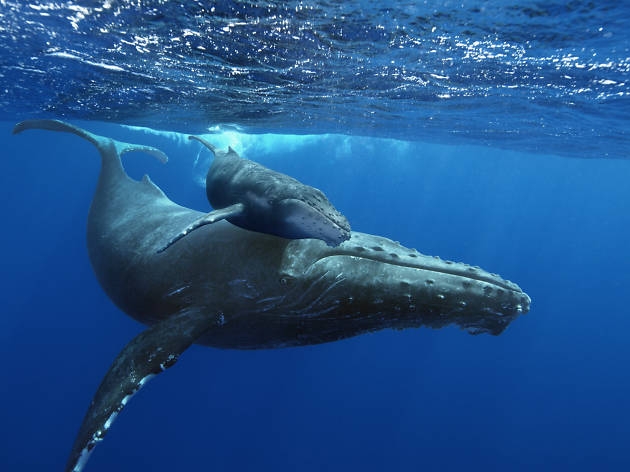 whale