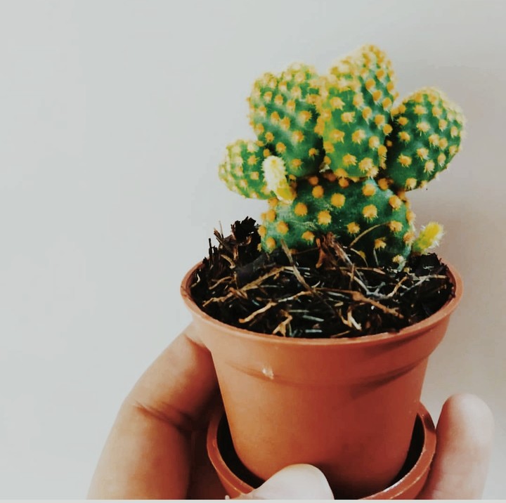 Little cactus